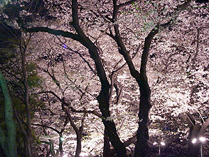 Yuuzakura (night cherry blossom viewing)